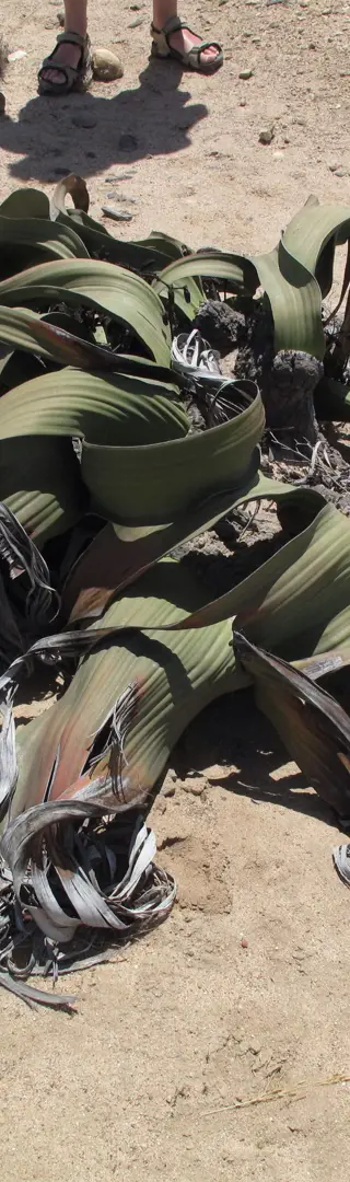 Welwitschia
